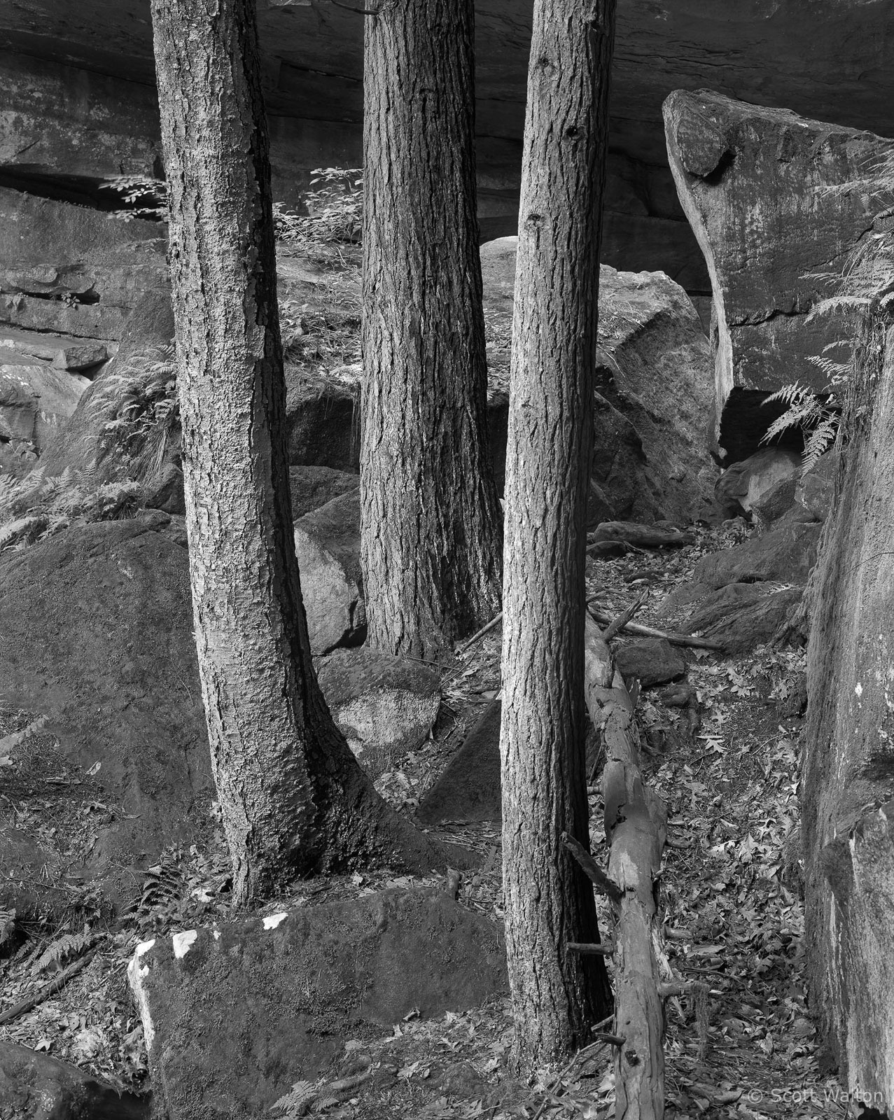 3TreesOMC-8x10-homescan-HP5-.jpg