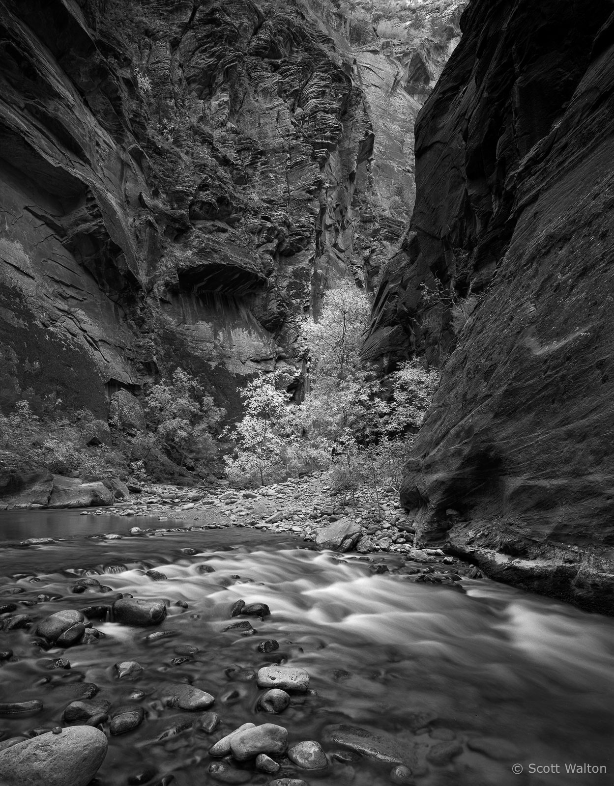 Zion-Narrows-vert-Fall-homescan-tri-x.jpg