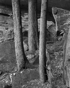 3TreesOMC-8x10-homescan-HP5-.jpg