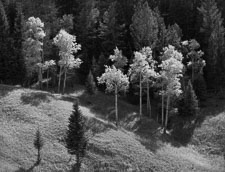 AspenHillsideFall-Yellowstone-homescan-tmax100.jpg