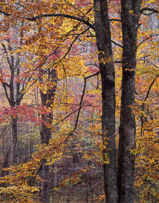 Smokies-RiversideTrees-Fall-e100-homescan.jpg