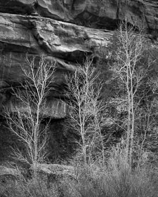 Zion-PineCreekCynTrees-vertical-tmax100.jpg