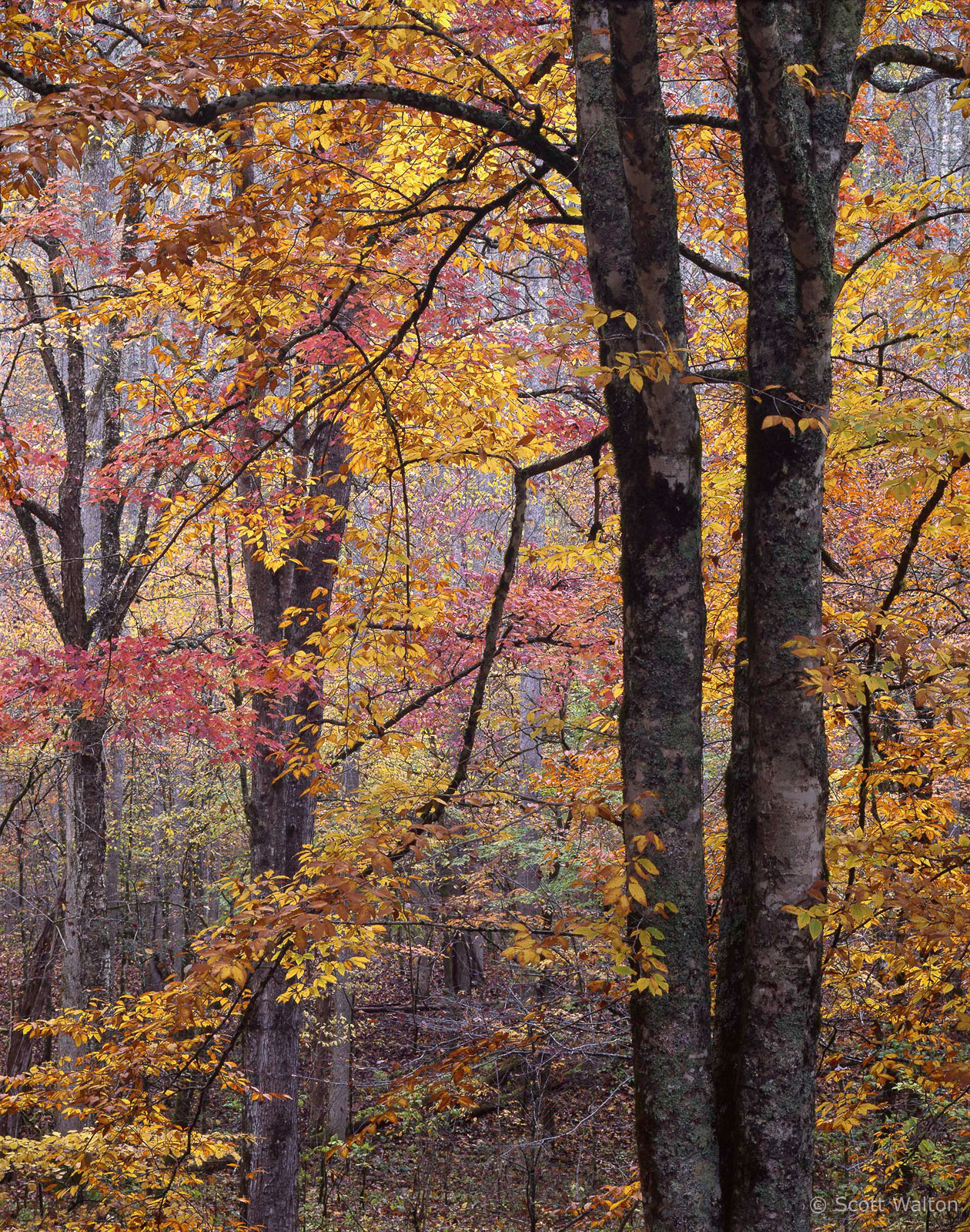 Smokies-RiversideTrees-Fall-e100-homescan.jpg