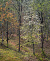 dogwood-early-spring-great-smoky-mountains-north-carolina-Edit.jpg