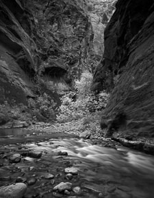 Zion-Narrows-vert-Fall-homescan-tri-x.jpg