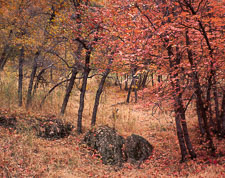 ZionMainCynMapleGroveSplitRockPath-Velvia-Saturated.jpg