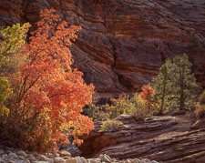 ZionWash-BacklitMaplesAndPines.jpg