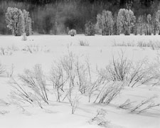 Tetons-FrostCoveredWeeds-Trees-homescan-Tri-x.jpg