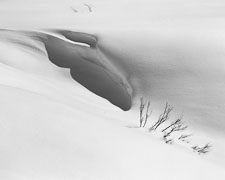 Tetons-SnowCrevis-weeds-homescan-Tri-x.jpg