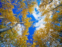 aspen-up-clouds-grand-teton-national-park-wyoming.jpg