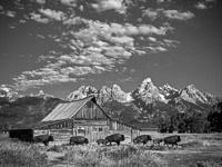 moulton-barn-buffalo-bw-mormon-row-grand-teton-national-park-wyoming.jpg